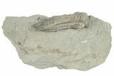 Fossil Crinoid (Scytalocrinus) - Crawfordsville, Indiana #198744-1